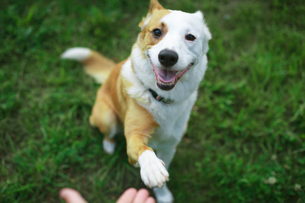 Erwachsene Hunde & Hunde aus dem Tierschutz